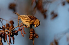 David Plant Photography - Wildlife Photography - Lesser redpoll - C
